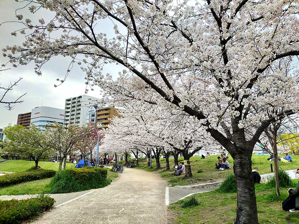 扇町公園の桜並木