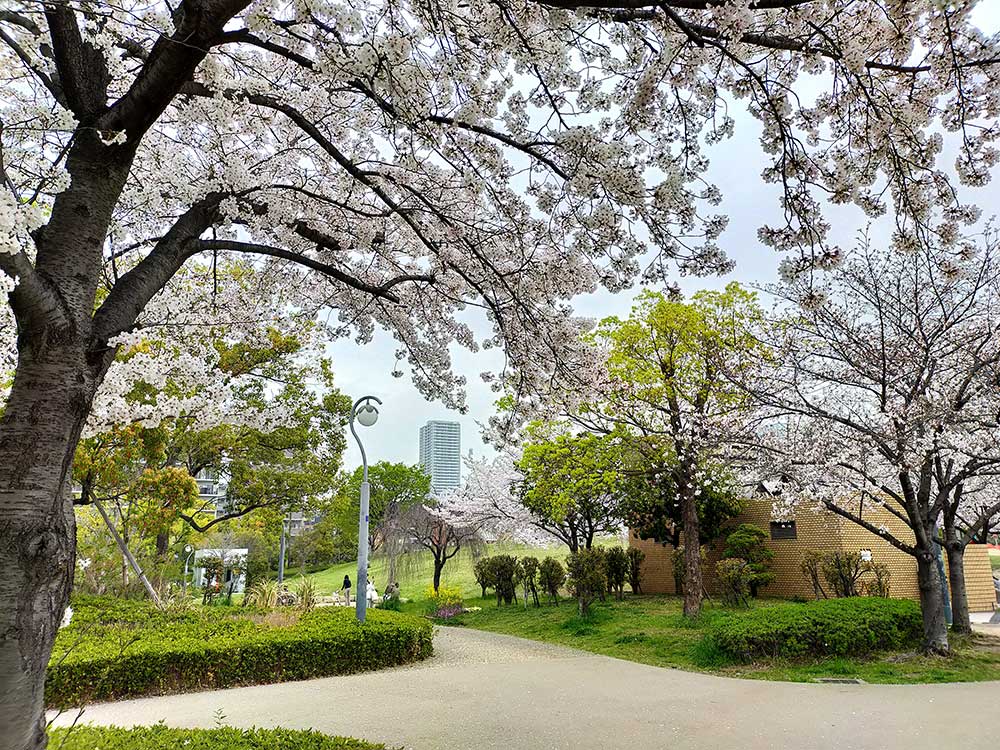 扇町公園の真ん中あたりの桜