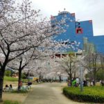 扇町公園の桜は満開