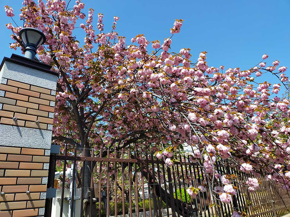 造幣局の桜2021年