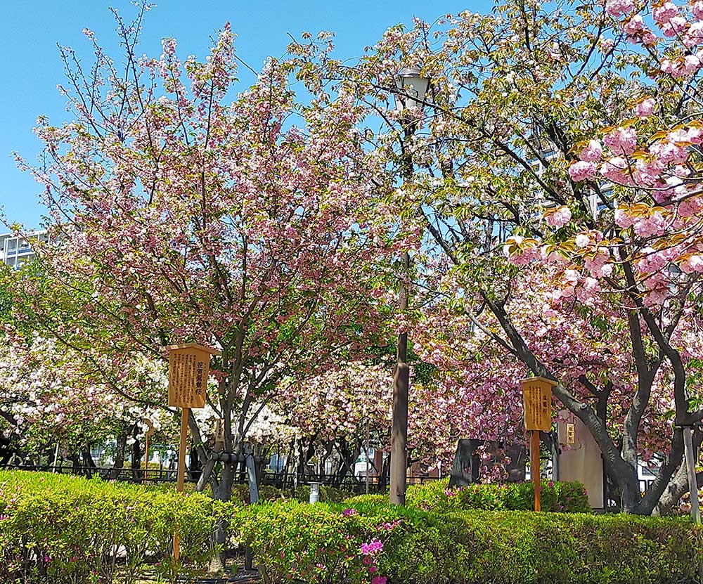 造幣局の桜