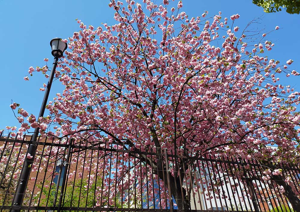 2021年造幣局の桜